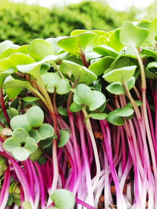 GIARDINO DEI MICRO ORTAGGI